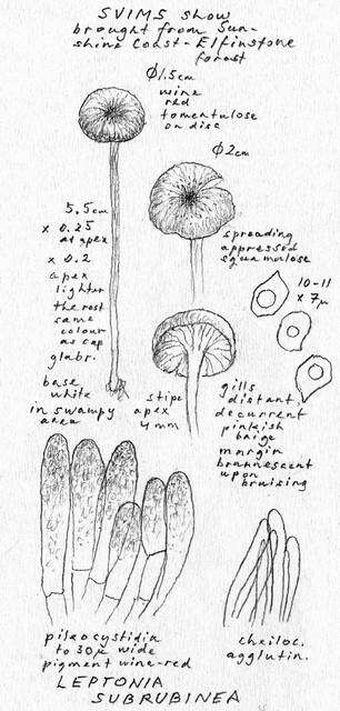 Image of Entoloma subrubineum (Largent & B. L. Thomps.) Noordel. & Co-David 2009