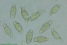 Lyophyllaceae resmi