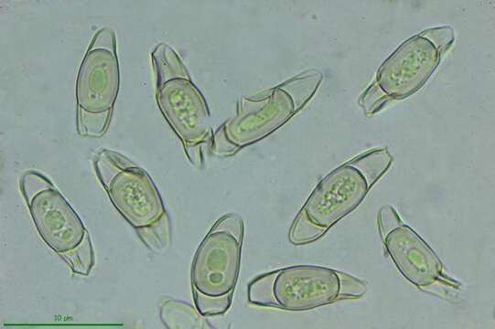 Lyophyllaceae resmi