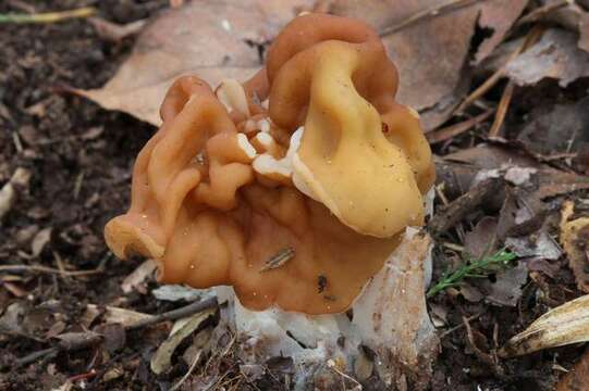 Image of Gyromitra korfii (Raitv.) Harmaja 1973