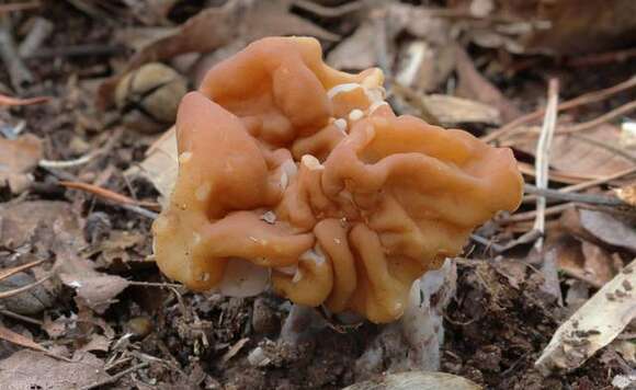 Image of Gyromitra korfii (Raitv.) Harmaja 1973