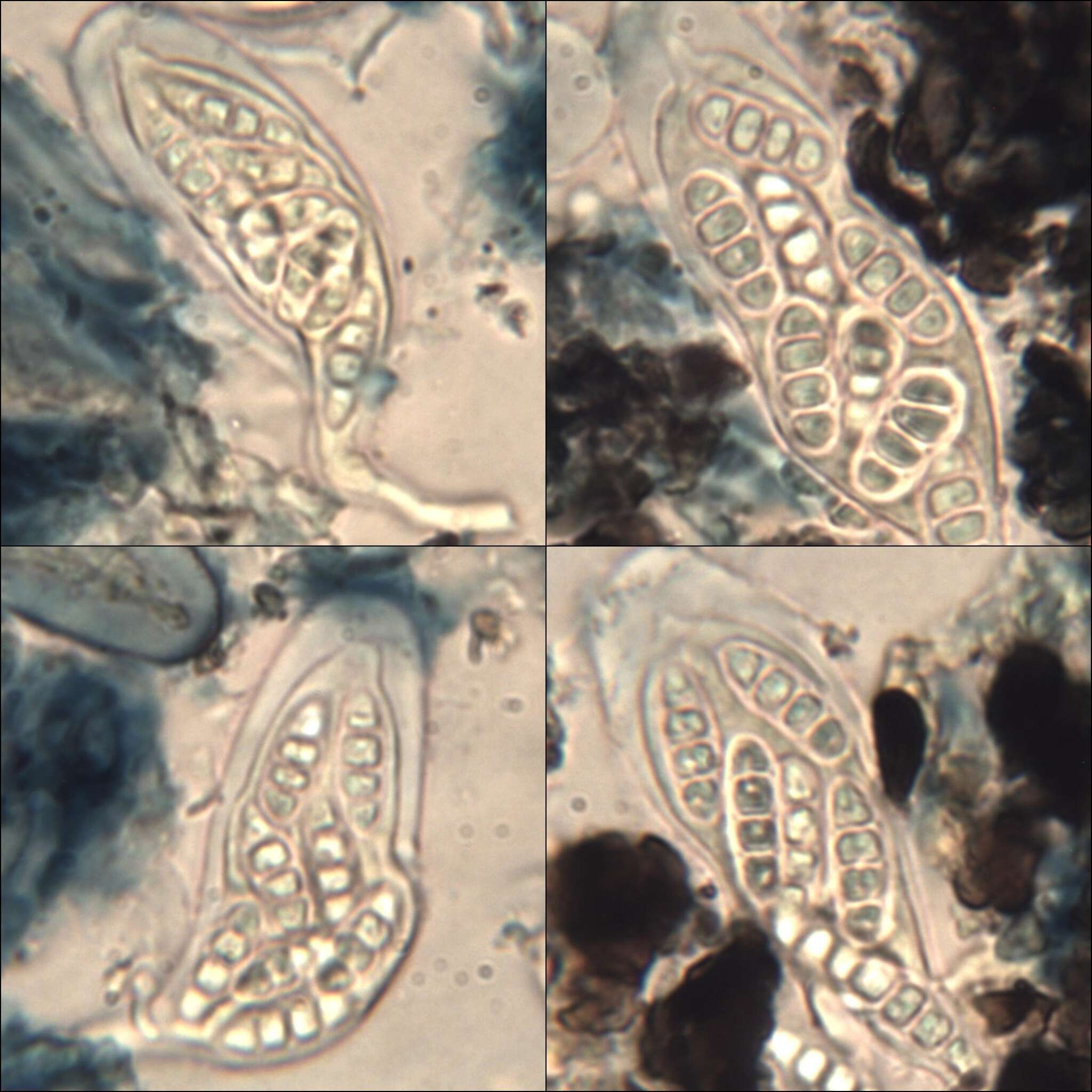 Image of scribble lichen