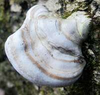 Image of Ganoderma