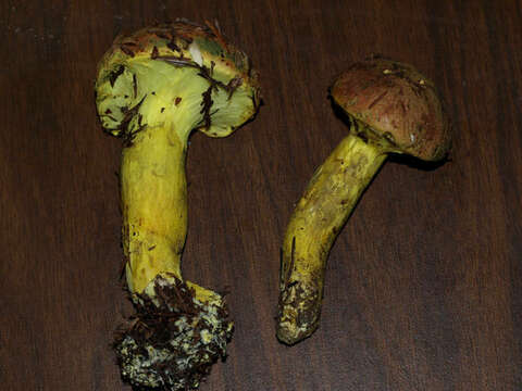 Image of Pulveroboletus