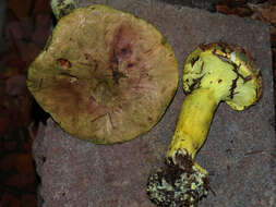 Image of Pulveroboletus