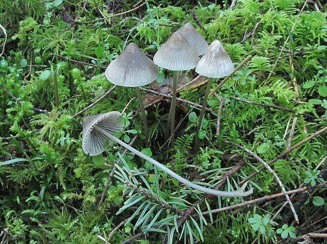 Sivun Mycena parabolica (Fr.) Quél. 1872 kuva