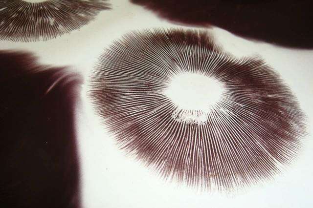 Image of Stropharia