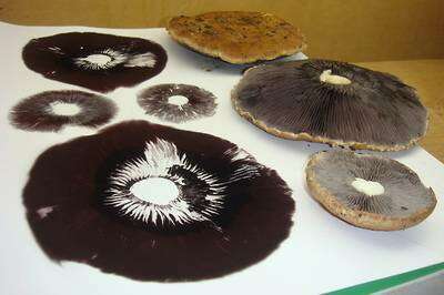 Image of Stropharia