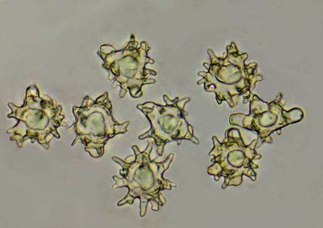 Image of Lyophyllaceae