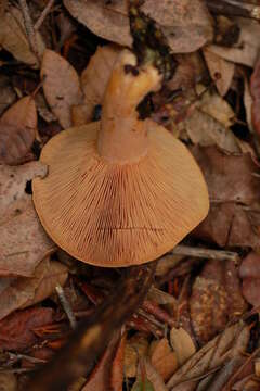 Image of Lactarius rubrilacteus Hesler & A. H. Sm. 1979