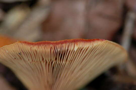 Image of Lactarius rubrilacteus Hesler & A. H. Sm. 1979