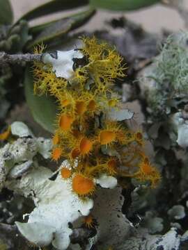 Image of teloschistes lichen