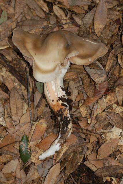 Image of Entoloma lividoalbum (Kühner & Romagn.) Kubička 1975