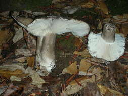 Image of Russula albonigra (Krombh.) Fr. 1874