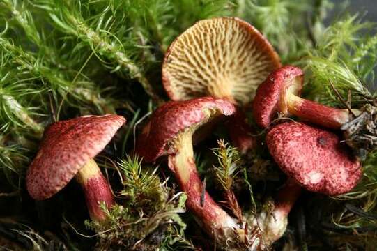 Image of Boletus paluster Peck 1872