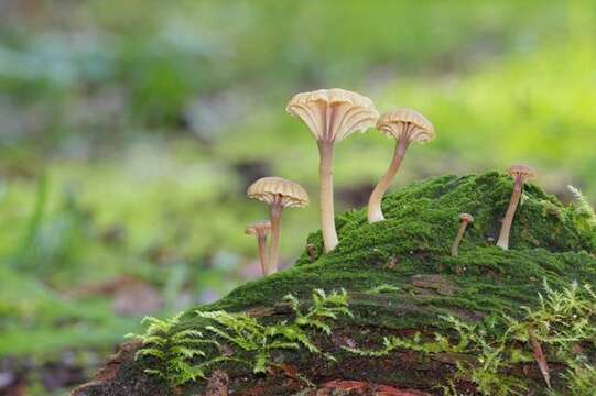 Image of Waxcaps and Allies