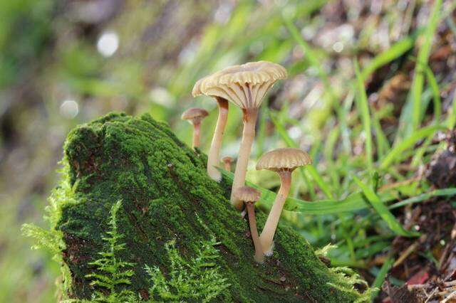 Image de Hygrophoraceae