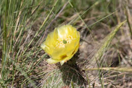 Image of Panhandle Prickly-pear