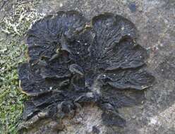 Collema furfuraceum (Arnold) Du Rietz resmi