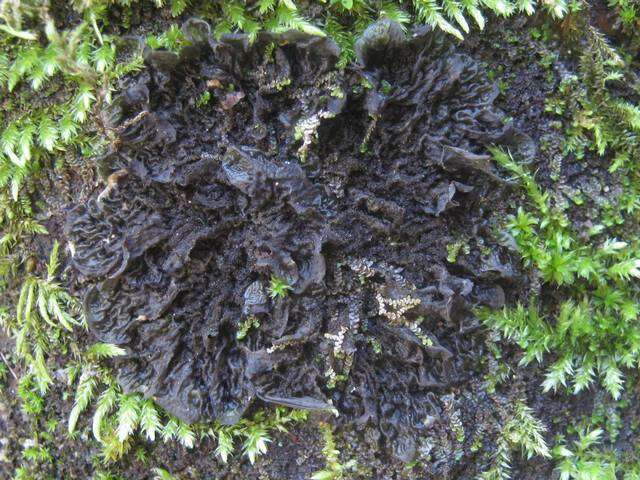 Image of jelly lichen