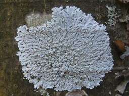 Image of Clemente's rosette lichen