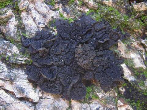 Image of Jelly lichens