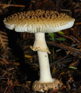 Plancia ëd Amanita australis G. Stev. 1962