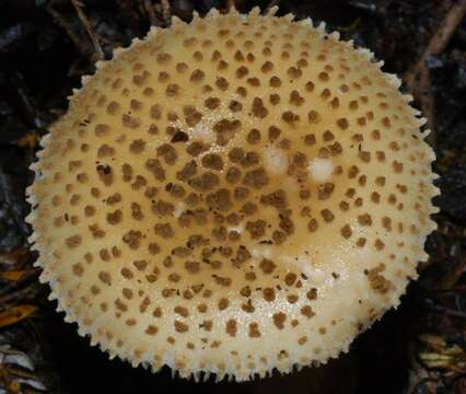 Image of Amanita australis G. Stev. 1962