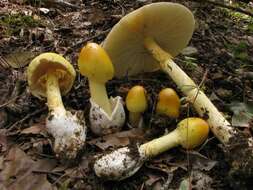 Image of Amanita arkansana H. R. Rosen 1926