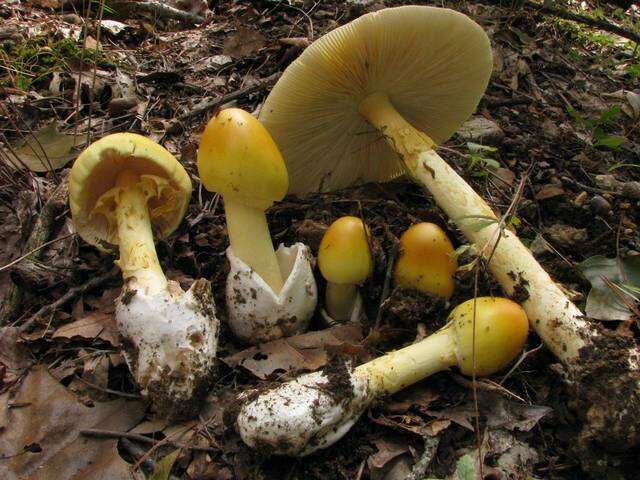 Image of Amanita arkansana H. R. Rosen 1926