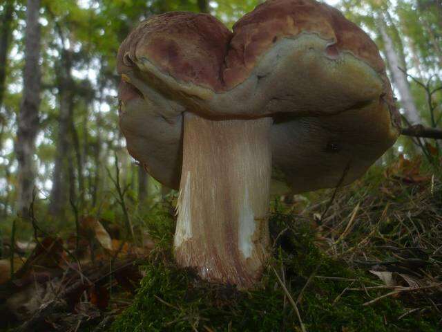 Image of Boletus