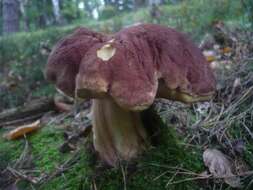 Image of Boletus