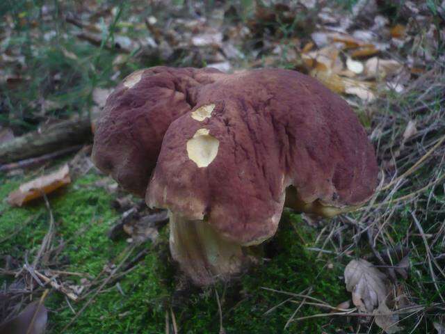 Image of Boletus