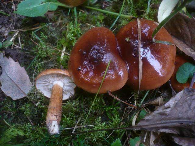 Tricholoma ustaloides Romagn. 1954 resmi