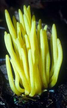 Imagem de Clavulinopsis