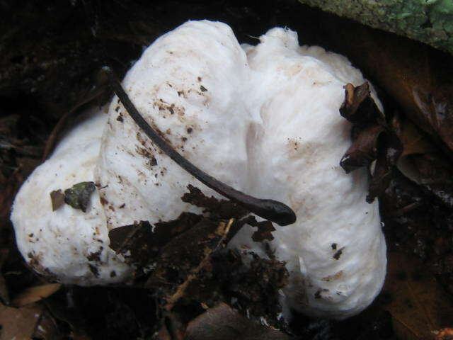 Image of Entoloma abortivum (Berk. & M. A. Curtis) Donk 1949