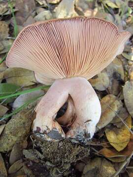 Image of Lactarius xanthogalactus Peck 1907