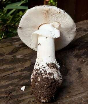 Image of Amanita novinupta Tulloss & J. Lindgr. 1994