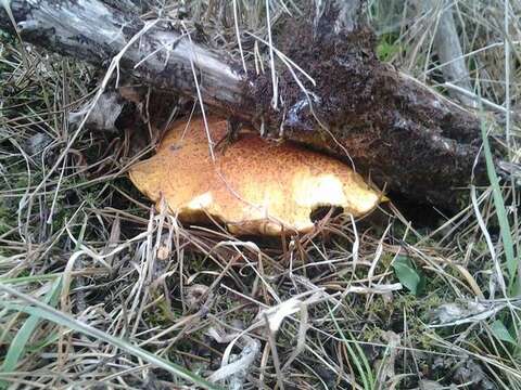 Image of Suillus tomentosus Singer 1960