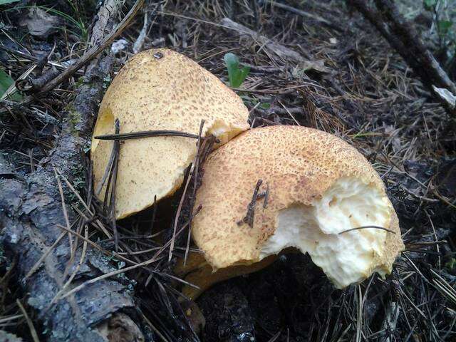 Image of Suillus tomentosus Singer 1960