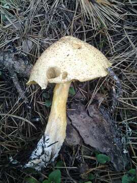 Image of Suillus tomentosus Singer 1960