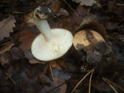 Image of Lactarius