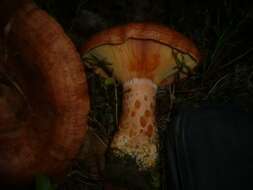 Image of Milk Cap Mushrooms