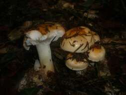 Image of Hygrophorus