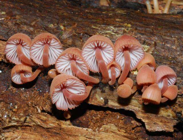 Image of Mycena parsonsiae G. Stev. 1964