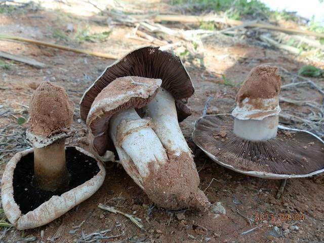 Image of Banded agaric