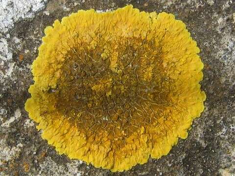 Image of Firedot lichens