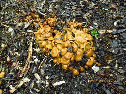 Image of Psilocybe ovoideocystidiata Guzmán & Gaines 2007