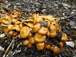 Image of Psilocybe ovoideocystidiata Guzmán & Gaines 2007