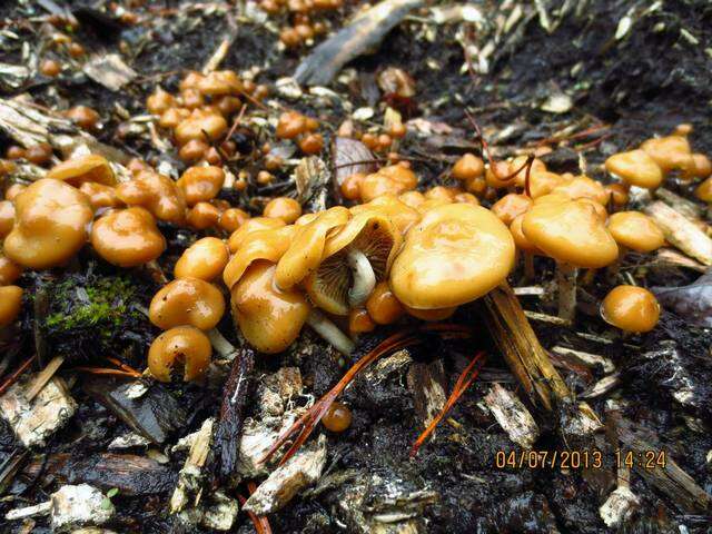 Image of Psilocybe ovoideocystidiata Guzmán & Gaines 2007